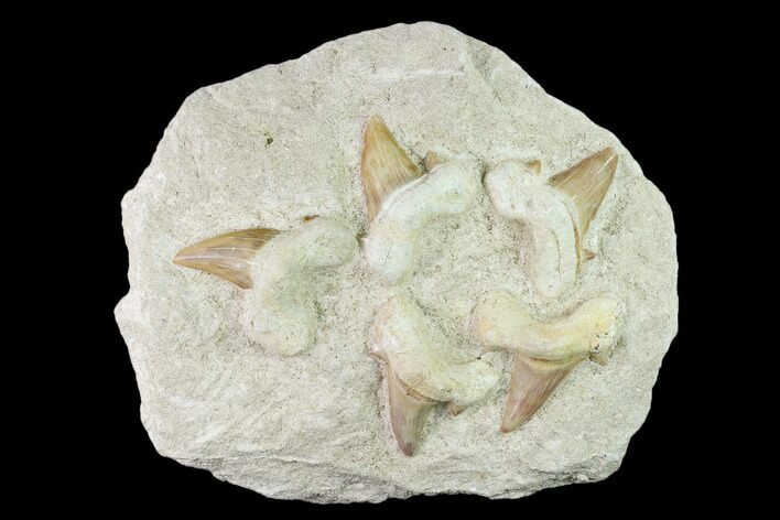 Fossil Mackeral Shark (Otodus) Teeth - Composite Plate #137334